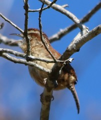 Thryothorus ludovicianus