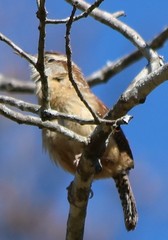 Thryothorus ludovicianus