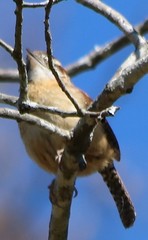 Thryothorus ludovicianus