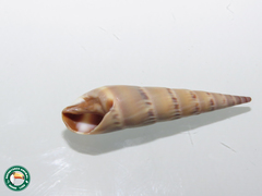 Hastula cinerea