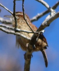 Thryothorus ludovicianus