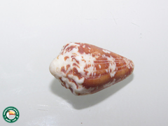 Conus regius