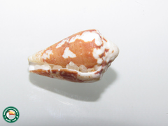 Conus regius