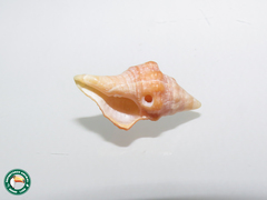 Fasciolariidae