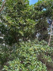 Acronychia imperforata