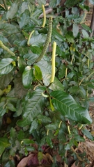 Piper tuberculatum