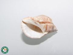 Gastropoda