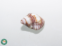 Gemophos auritulus