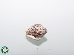 Columbella mercatoria