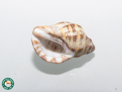 Mollusca