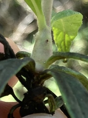 Neolasioptera mimuli