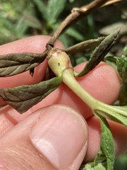 Neolasioptera mimuli