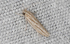 Acolasta scolia