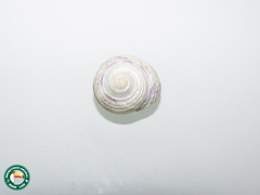 Agathistoma viridulum