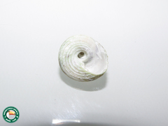 Agathistoma viridulum