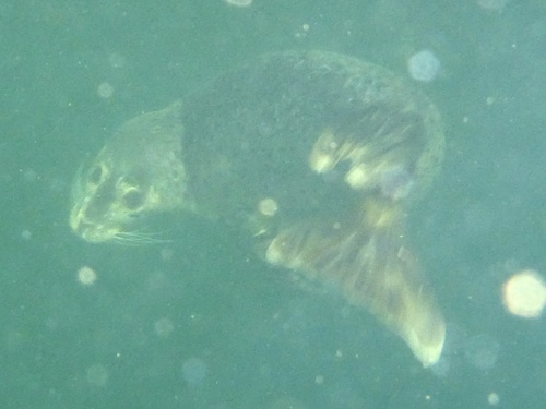 Pacific Harbor Seal photographed in Virginia