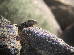 Crotaphytus vestigium