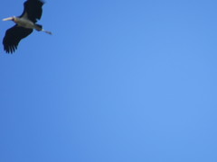 Leptoptilos javanicus