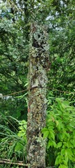 Anoplophytum