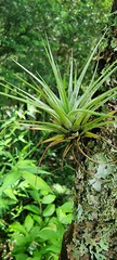 Anoplophytum