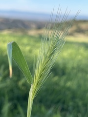 Hordeum murinum glaucum