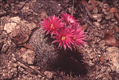 Mammillaria wrightii wilcoxii