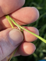 Hordeum murinum glaucum