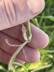 Hordeum murinum glaucum