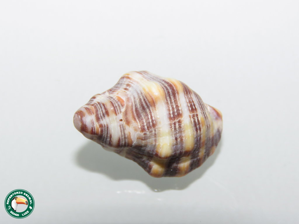 Rustic Rocksnail