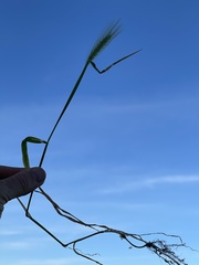 Hordeum murinum glaucum