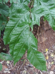 Tectaria heracleifolia