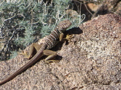 Crotaphytus vestigium