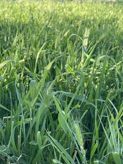 Hordeum murinum glaucum