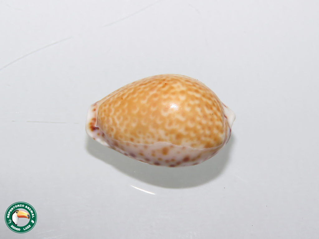 Atlantic Yellow Cowrie
