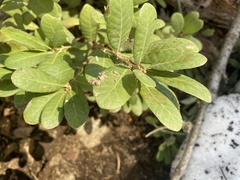 Chrysolepis