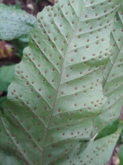 Tectaria heracleifolia