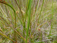 Machaerina tetragona