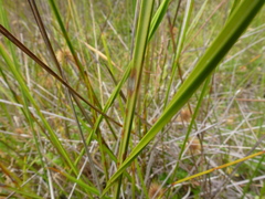 Machaerina tetragona
