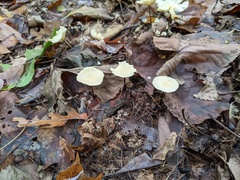 Marasmius delectans
