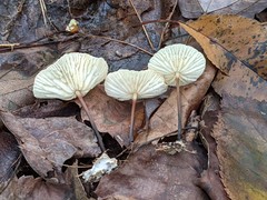Marasmius delectans