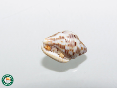 Columbella mercatoria