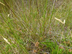 Machaerina tetragona