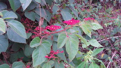Cissus microcarpa