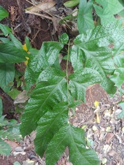 Tectaria heracleifolia