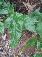 Tectaria heracleifolia