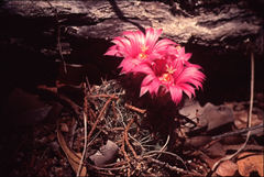 Mammillaria wrightii wilcoxii