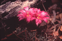 Mammillaria wrightii wilcoxii