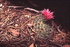 Mammillaria wrightii wilcoxii