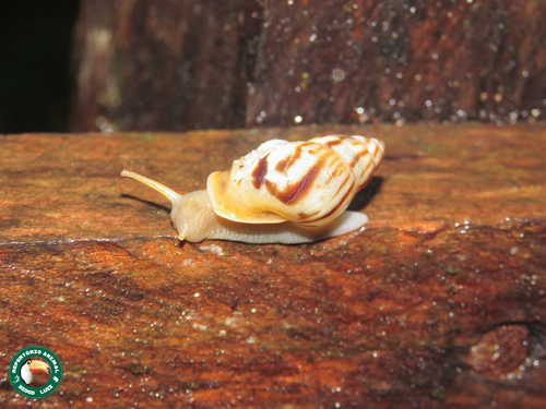 Mesembrinus lusorius