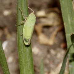 Draeculacephala minerva